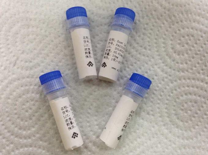 Schafe anti- Polyclonal Antikörper-Infektionskrankheit HBsAg für IVD-Forschung