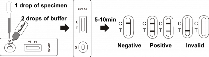 Schritt-schnelle Test-Kassetten-Serum-/Plasma-hohe Genauigkeitsrate CDV-Antikörper-einer