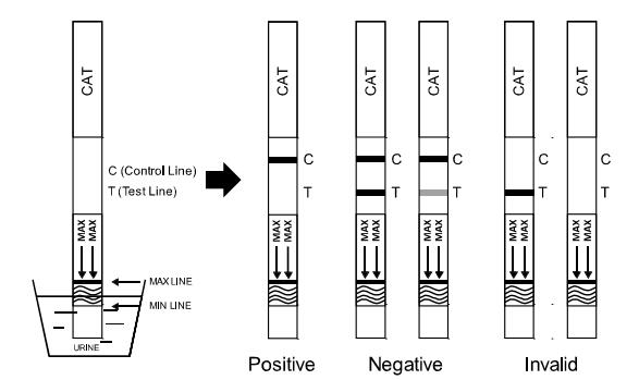 150 genaue ng/ml hoch und CER bestätigten schnellen schnellen Test-Ölmessstab/Kassette/Platte Diagnosetest-Ausrüstungen CAT im Urin