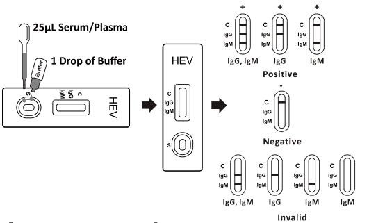 Schnelle Test-Kassette HEV IgG/IgM (Serum/Plasma)