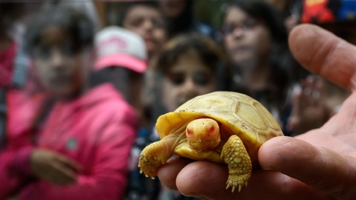 Latest company news about Seltene, nie-vor-gesehene Babyalbino Galapagos-Riesenschildkröte debütiert an die Schweiz-Zoo