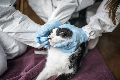 Latest company news about Katze-zu-menschliche Covid-Verbindung gefunden in Thailand