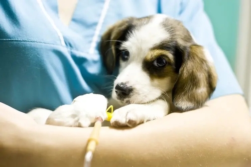 Latest company news about Geheimnisvirus tötet Dutzende Hunde — größtenteils Welpen in Michigan