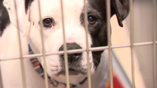 Latest company news about Parvo tadelte für Dutzende Hundetodesfälle in Michigan: Welcher Haustierbesitzer wissen sollte