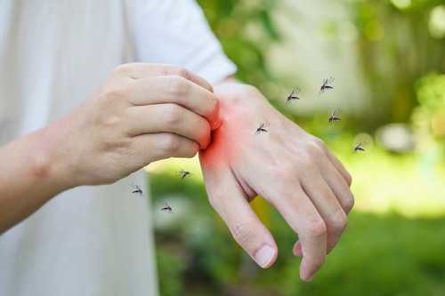Neueste Unternehmensnachrichten über Moskito-Speichel kann unser Immunsystem unterdrücken