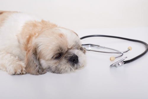 Neueste Unternehmensnachrichten über Unbekannte Atemwegserkrankungen bei Hunden: Was Sie wissen müssen