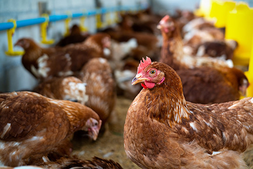 Neueste Unternehmensnachrichten über Aufstrebende Bedrohung: Der dritte menschliche Fall von H5N1 bestätigt