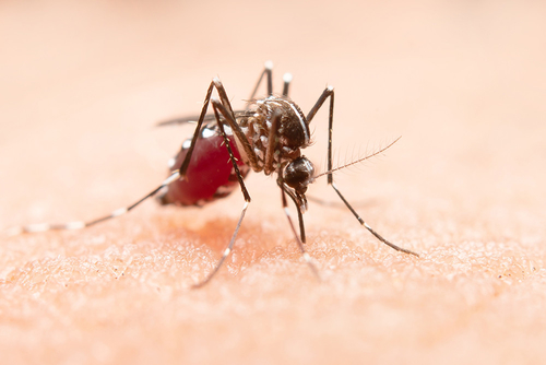 Latest company news about West-Nil-Virus: Ein weltweites Gesundheitsproblem