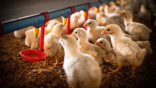 Latest company news about Vogelgrippe H5N1: Eine wachsende Sorge für die öffentliche Gesundheit