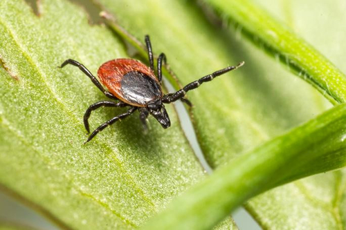 Neueste Unternehmensnachrichten über Lyme-Krankheit verstehen: Ursachen, Symptome und Prävention