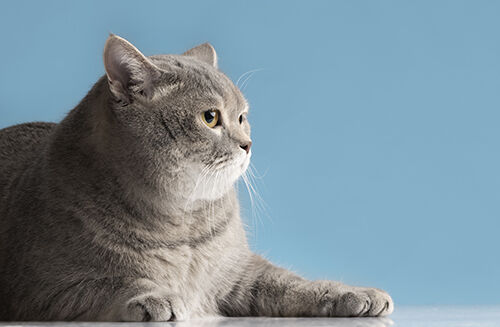 Jüngste Firmenblogs über Internationaler Katzentag: Schutz der Katzengesundheit durch Aufklärung und schnelle Tests