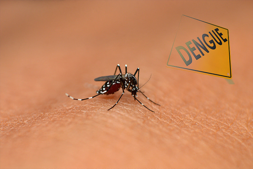 Latest company news about Wie man Dengue-Fieber-Symptome ermittelt und bestimmt?