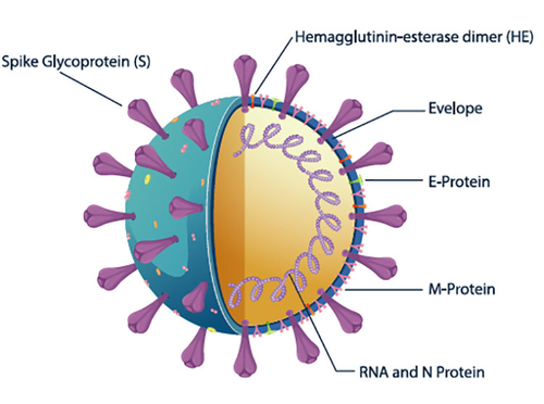 Latest company news about Die Eigenschaft SARS-CoV-2 S-RBD des Antikörper-schnellen Tests