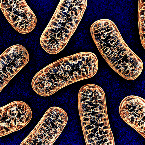 Latest company news about Mitochondriales DNA ist frühe Markierung der schweren Krankheit COVID-19